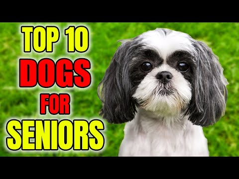 Top 10 Dog Breeds for Seniors
