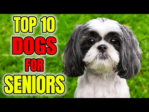 10 Ideal Dog Breeds for Seniors and Their Lifestyles