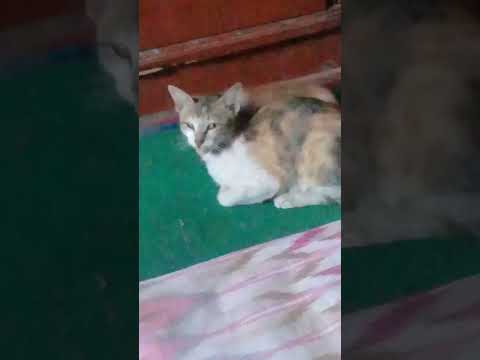 masyaallah kucing ku@Mama Fadila
