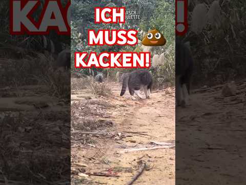 KATZE FLITZT AUFS KATZENKLO!😹 #shorts von @ARSCHBULETTE  🗣🎤 #funny #humor #memes #cat #arschbulette