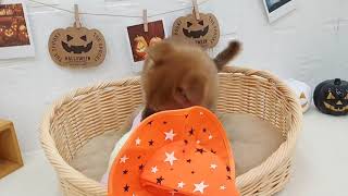 柴犬の動画01