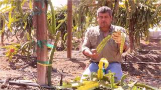 How to Propagate Pitahaya