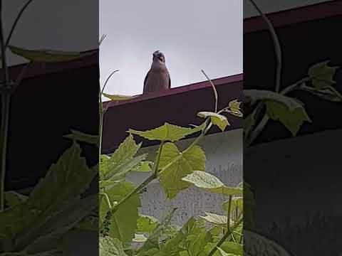 Sójka udaje kota. Dowód.The Jay sounds like cat .