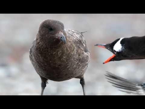 The Skua, Antarctica