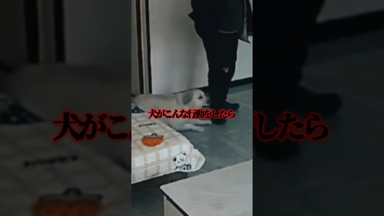犬がこんな行動をしたら… #犬のいる暮らし #恐怖 #怪現象