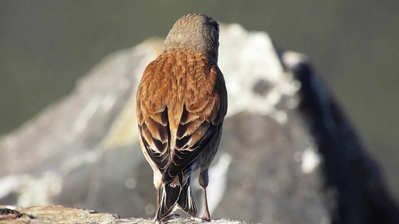 Extremadura Birding - Male Linnet
