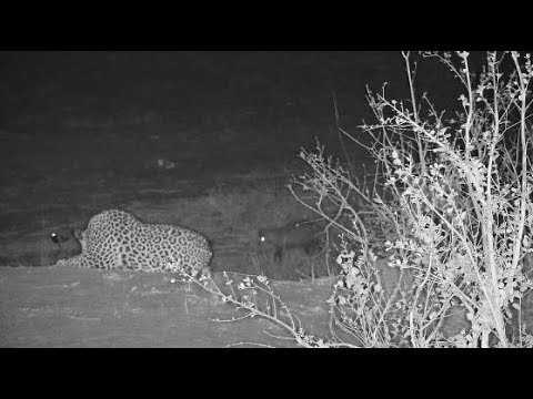 Djuma: Leopard-Tingana joined by White-tailed Mongoose and Honey Badger-Pt:4 - 21:55 - 09/29/19