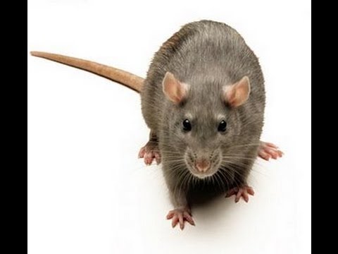 El Podcast com   1x5 Dj Rata