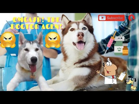 |The Dogtor, agen?😖|Who’s behave?😇|Gold💙|Esmé💛|