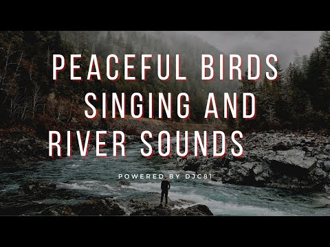 Peaceful Forest River and Relaxing Birds singing New 2021 Nature Relaxing Sounds.