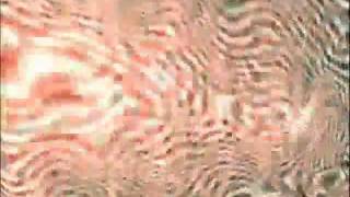 Panda Bear - Alsatian Darn (with visuals by Danny Perez)