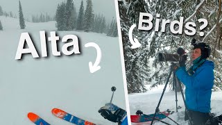 Birding and Skiing at Alta Ski Resort