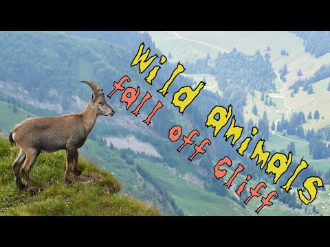 Top 10 Animals Fall Off (ibex, boar, goat and much more)