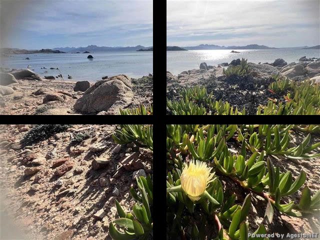 Terreno agricolo in VENDITA  LA MADDALENA
