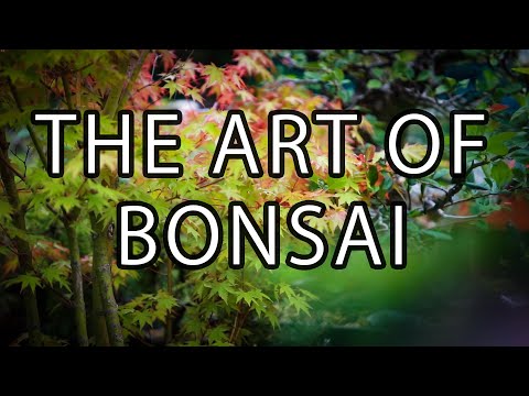 The Art of Bonsai  | Documentary Short