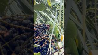 Você sabia que o periquito adora essa frutinha? #periquitos #aves #pássaros