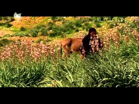 Tahsin Taha | Tu Xewn Buyi Hemi Gava