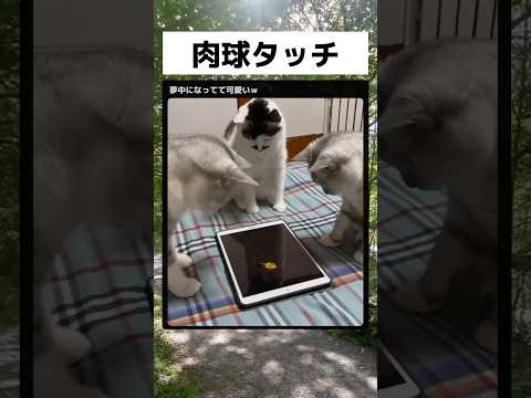 よく反応する肉球... #面白い   #shorts