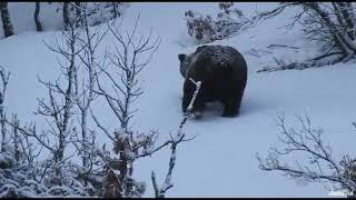 Oso adulto en la nieve