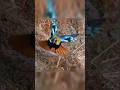 Most Beautiful Bird Dance Ever Stunning Color Display Monal Bird Dance Monal Bird Dance