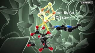 How Enzymes Work (from PDB-101)