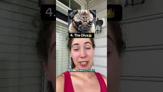 7 Types Of Pugs🐾#pug #puglife #dogmom #pugs #pugdog #funnypug #puglia #pugilato #puglove #cutedog