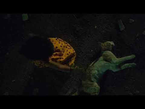 #Shriya playing with a #cat