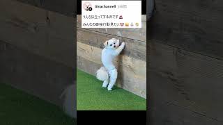 クセ強ｗｗ