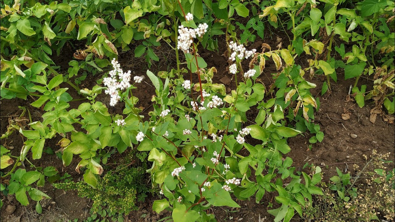 Buckwheat (Fagopyrum esculentum), a pseudo cereal - YouTube