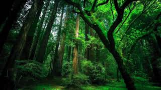 Download lagu ASMR  Suara Air Hutan & Burung mp3