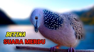 Download lagu TEKUKUR BETINA MEMANGGIL JANTAN - SUARA MERDU mp3