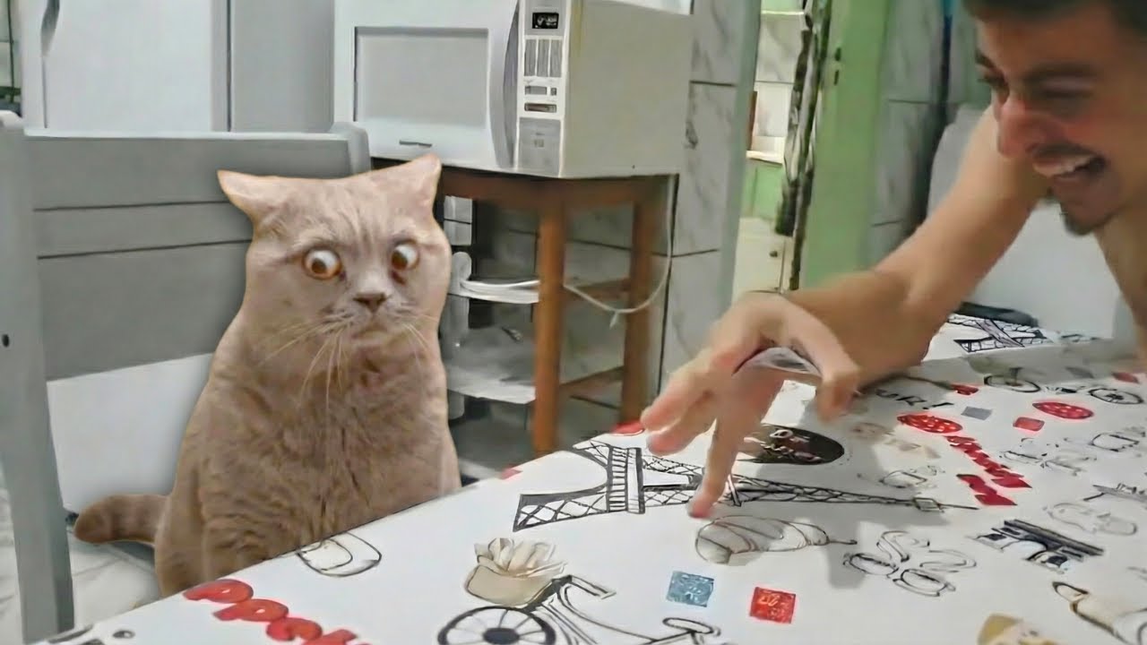 When Your Cat Sees Magic Tricks For The First Time! 😂 Funny Cat Videos 2026