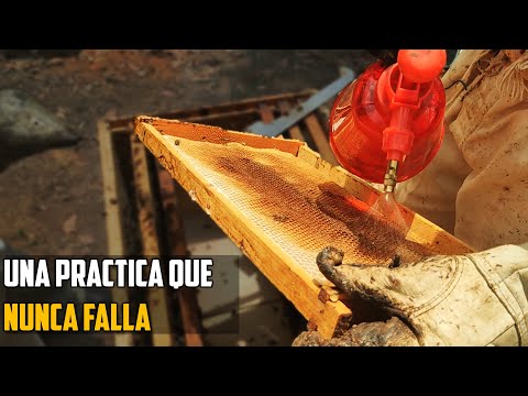 🐝 ASI REVISAMOS Y LE DAMOS MANEJO A NUESTRAS COLMENAS DE ABEJA | APICULTURA | REVISION DE COLMENAS