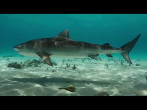 Remember - Blue Planet II Trailer