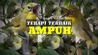 Download lagu MASTERAN TERAPI dan PANCINGAN PLECI MONTY atau MONTANUS NEMBAK YANG PALING AMPUH ATASI MACET BUNYI mp3 Download lagu MASTERAN TERAPI dan PANCINGAN PLECI MONTY atau MONTANUS NEMBAK YANG PALING AMPUH ATASI MACET BUNYI mp3