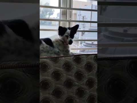 😅😅😅# milky - millu the mom 💗bikcy - bikcy # pets funny video