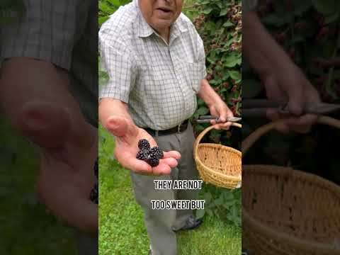 Nonno is the King of Blackberries!