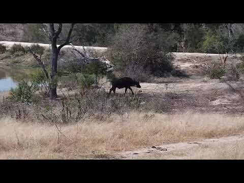 Djuma: Lone Buffalo with Elephants-Pt:5(on his own after being pushed out by teens) - 08/26/20