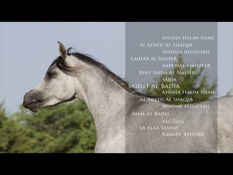 Saidat Al Badia ( Laheeb Al Nasser x Amal Al Badia ) 2015 Grey Straight Egyptian Arabian Mare