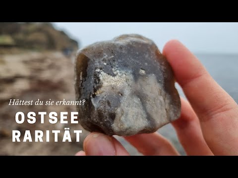 Das seltenste Fossil der Ostsee - Fossilien suchen an der Ostsee