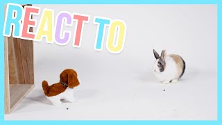 How will  a cute little buny react to a toy dog? - React to | Furry Friends