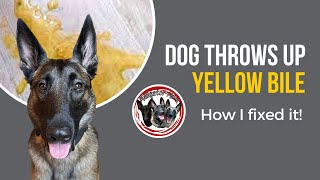 Dog throws up yellow every morning