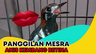 Download lagu Pancingan Suara Anis Kembang Betina Mesra Memanggil Jantan Cieeee Jadi Gacor Lagi mp3