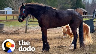 Rescue Horse Doesn't Open Up Until She Finds Her Mini Horse Boyfriend | The Dodo Little But Fierce