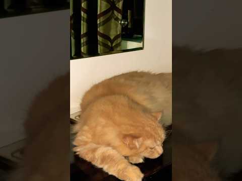 The Internet's Feline Obsession (Cat Music Video Trends) #ytshorts #cat #catvideo #explore