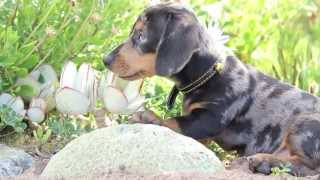 preview picture of video 'Mini Dachshund Puppy Exploring Nature'