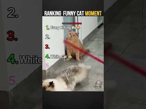 TOP 5 MOMENTOS GATOS MAS GRACIOSOS (Parodia En Español) Ani Story EN ESPAÑOL #shorts  #humor