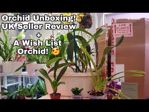 Seller Review 1 : UK eBay Seller spicesotic-plants -  Finally, One of my Dream Orchids!
