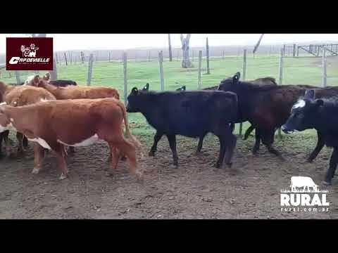 Lote 50 Terneras 160kg - , Buenos Aires