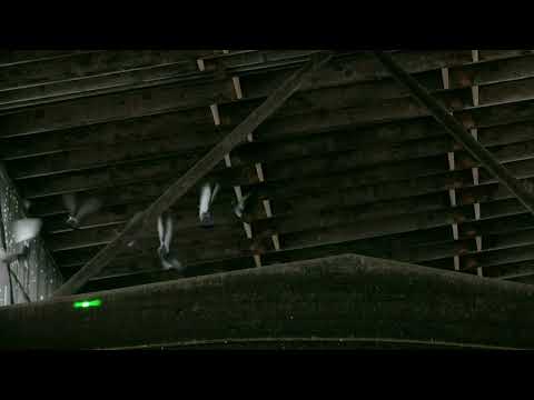 The AVIX Autonomic Laser Repelling Pigeons